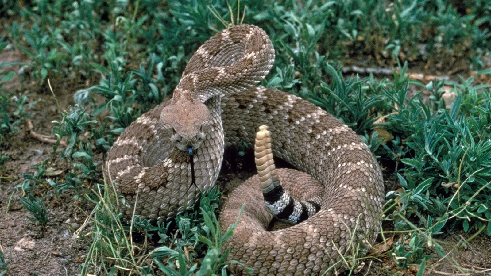 Crotalo diamantino occidentale (Crotalus atrox)