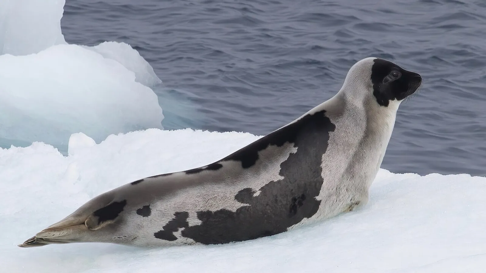 Harp seal (Pagophilus groenlandicus)