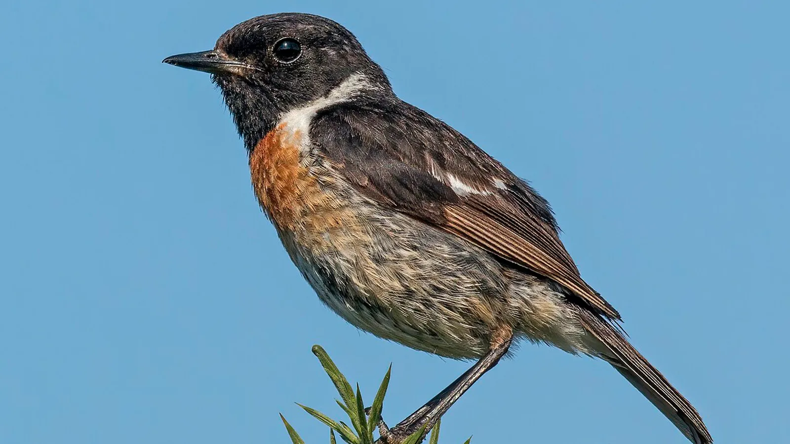 Saltimpalo (Saxicola rubicola)