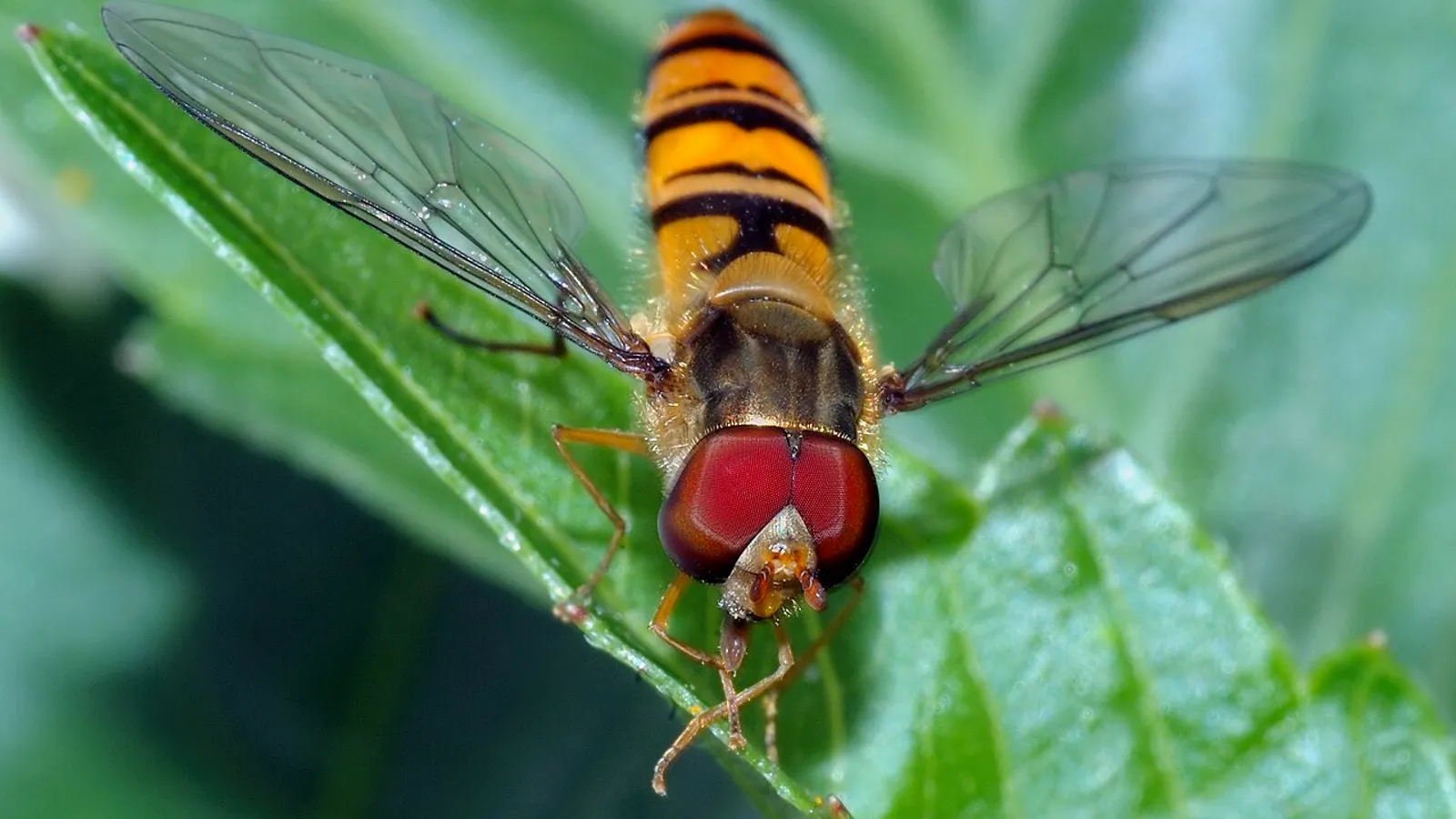 Sirfide marginato (Episyrphus balteatus)