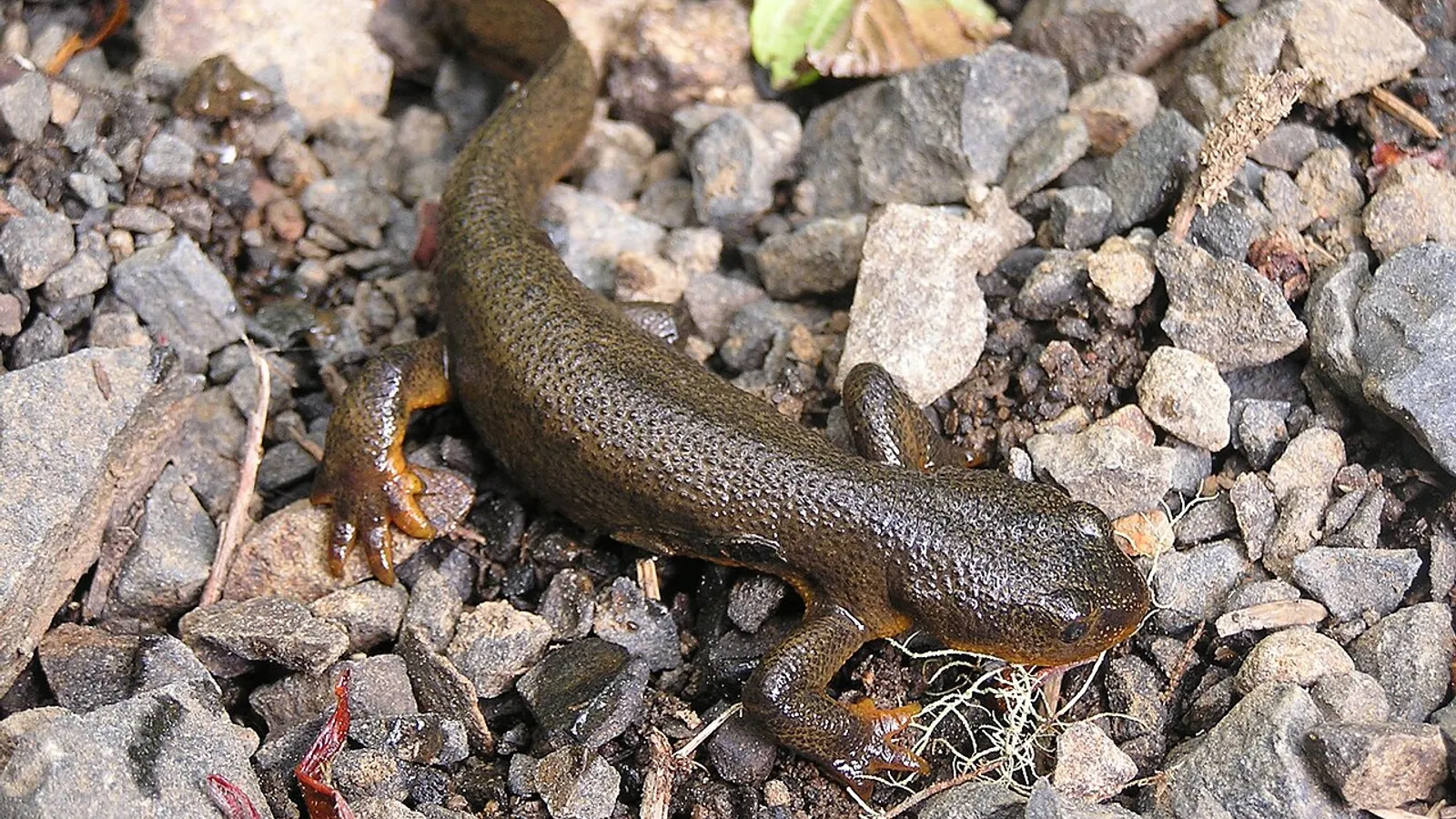 California newt (Taricha torosa)