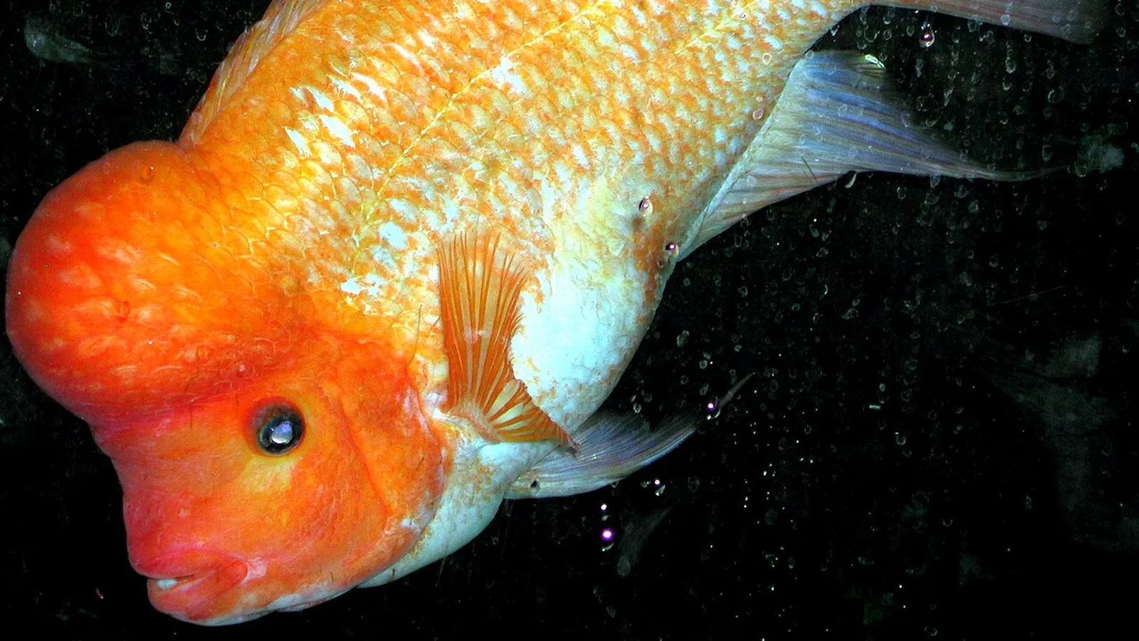 Ciclide testa di limone (Amphilophus citrinellus)