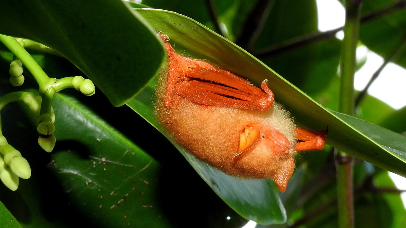 Pipistrello dipinto (Kerivoula picta)