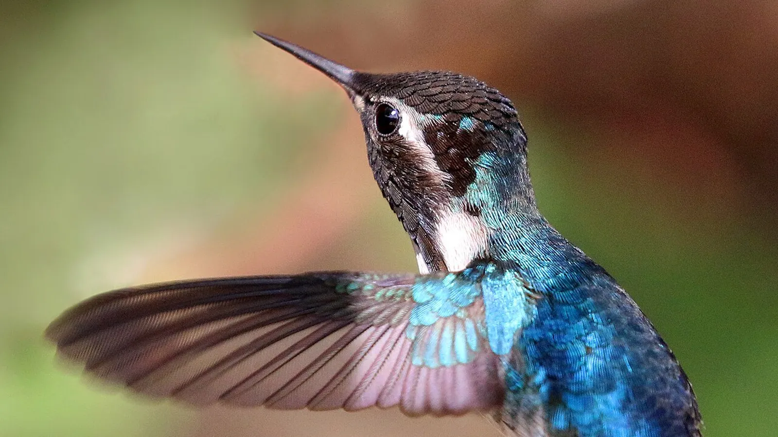 Colibrì di Elena (Mellisuga helenae)