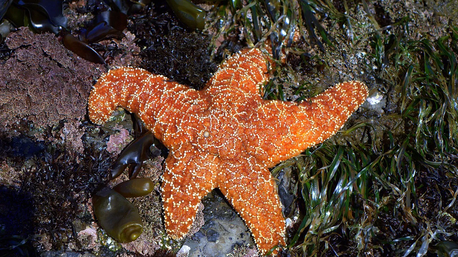 Stella marina ocra (Pisaster ochraceus)