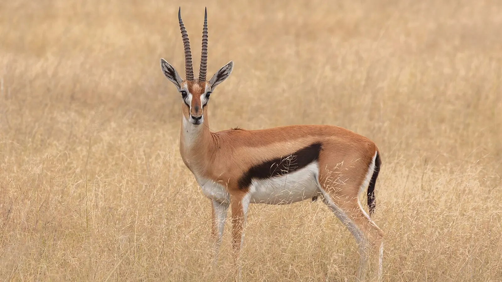 Thomson's gazelle (Eudorcas thomsonii)