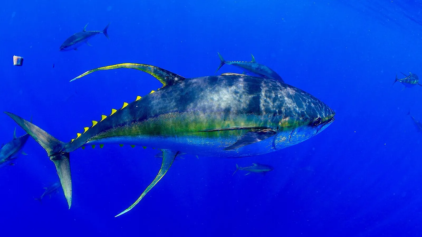 Yellowfin tuna (Thunnus albacares)