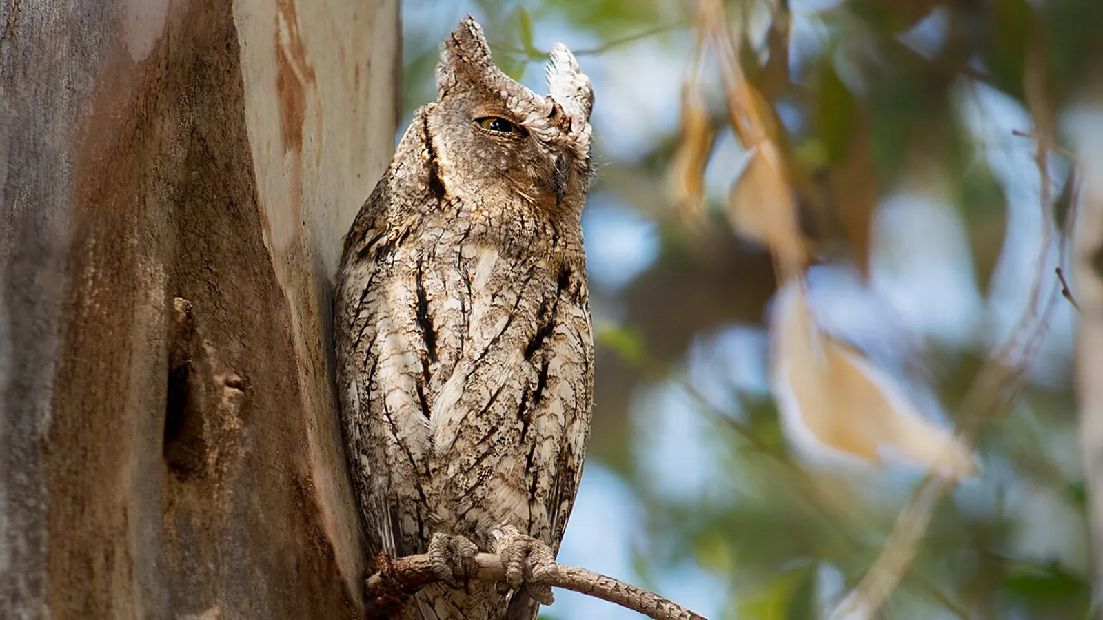 Assiolo (Otus scops)