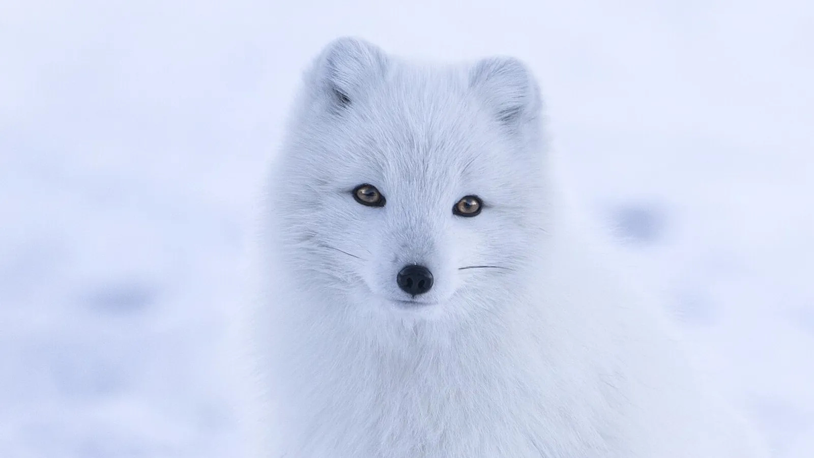 Arctic fox (Vulpes lagopus)