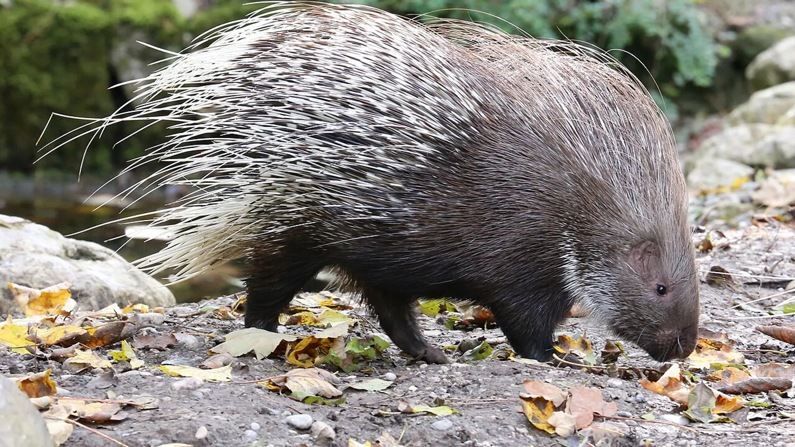 Indian crested porcupine (Hystrix indica)