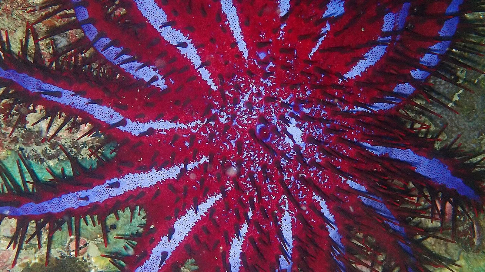 Corona di spine (Acanthaster planci)