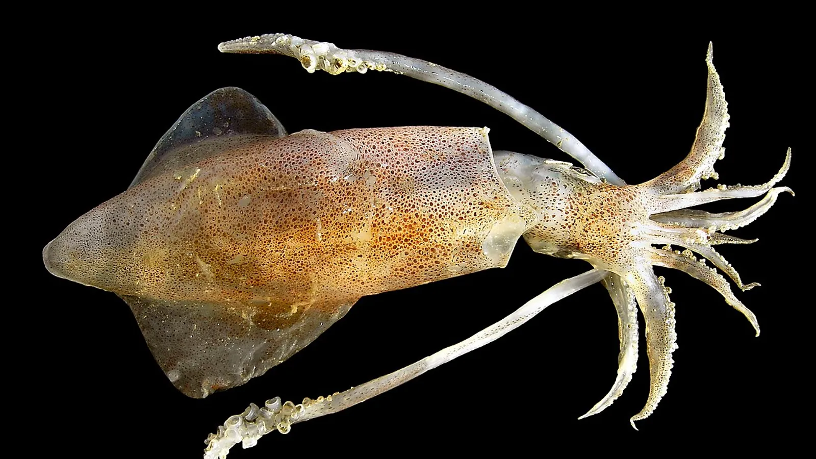 Calamaro comune (Loligo vulgaris)