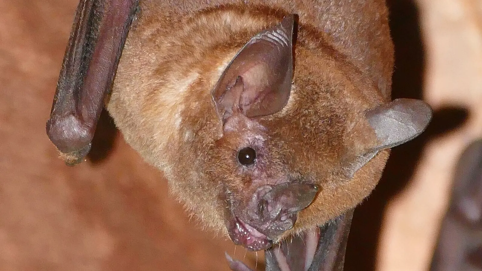 Pipistrello dalla coda corta di Seba (Carollia perspicillata)