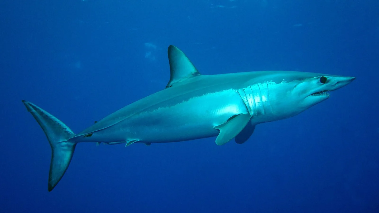 Shortfin mako shark (Isurus oxyrinchus)