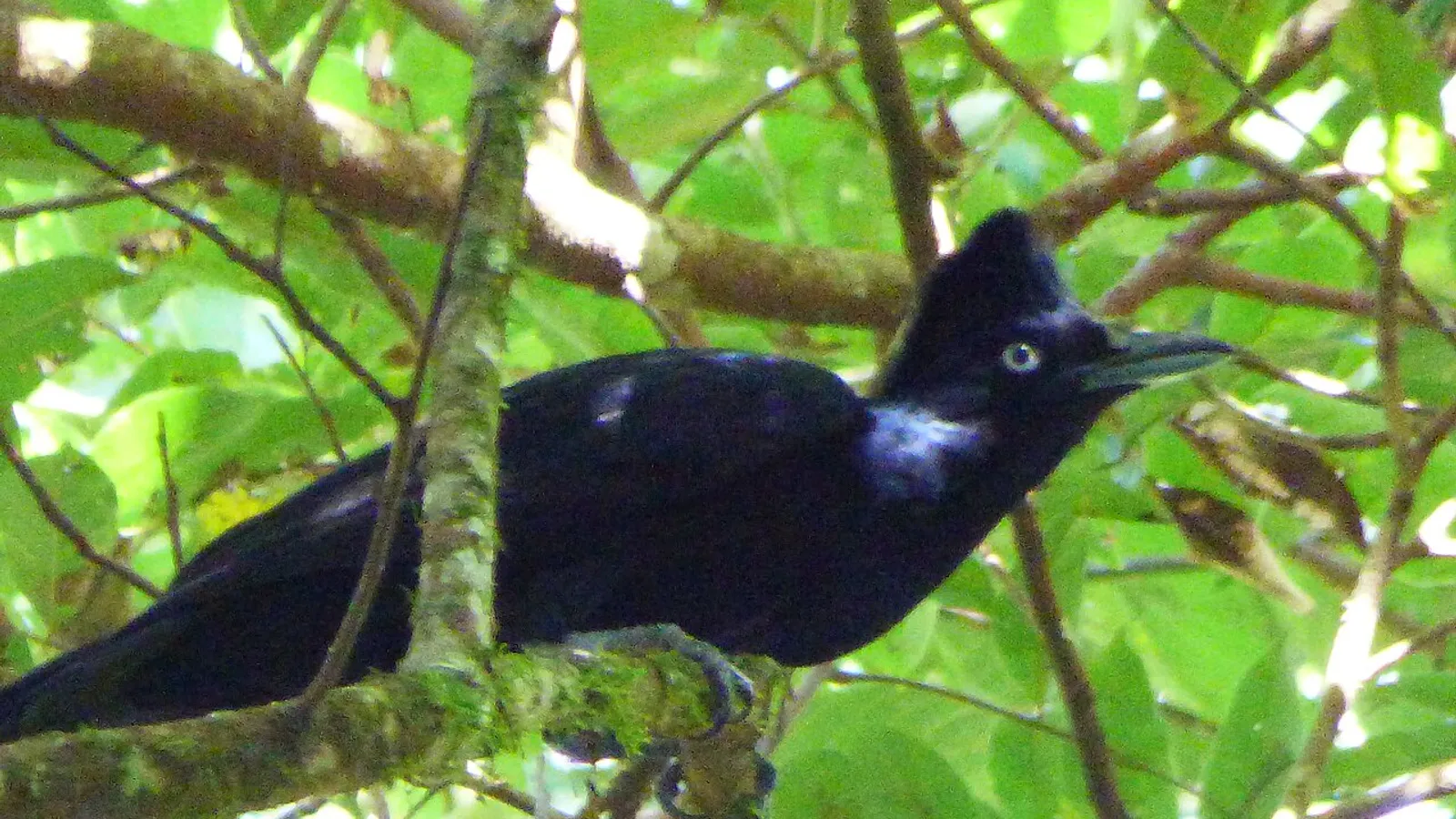 Amazonian umbrellabird (Cephalopterus ornatus)