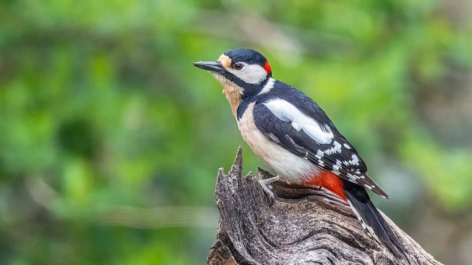 Picchio rosso maggiore (Dendrocopos major)