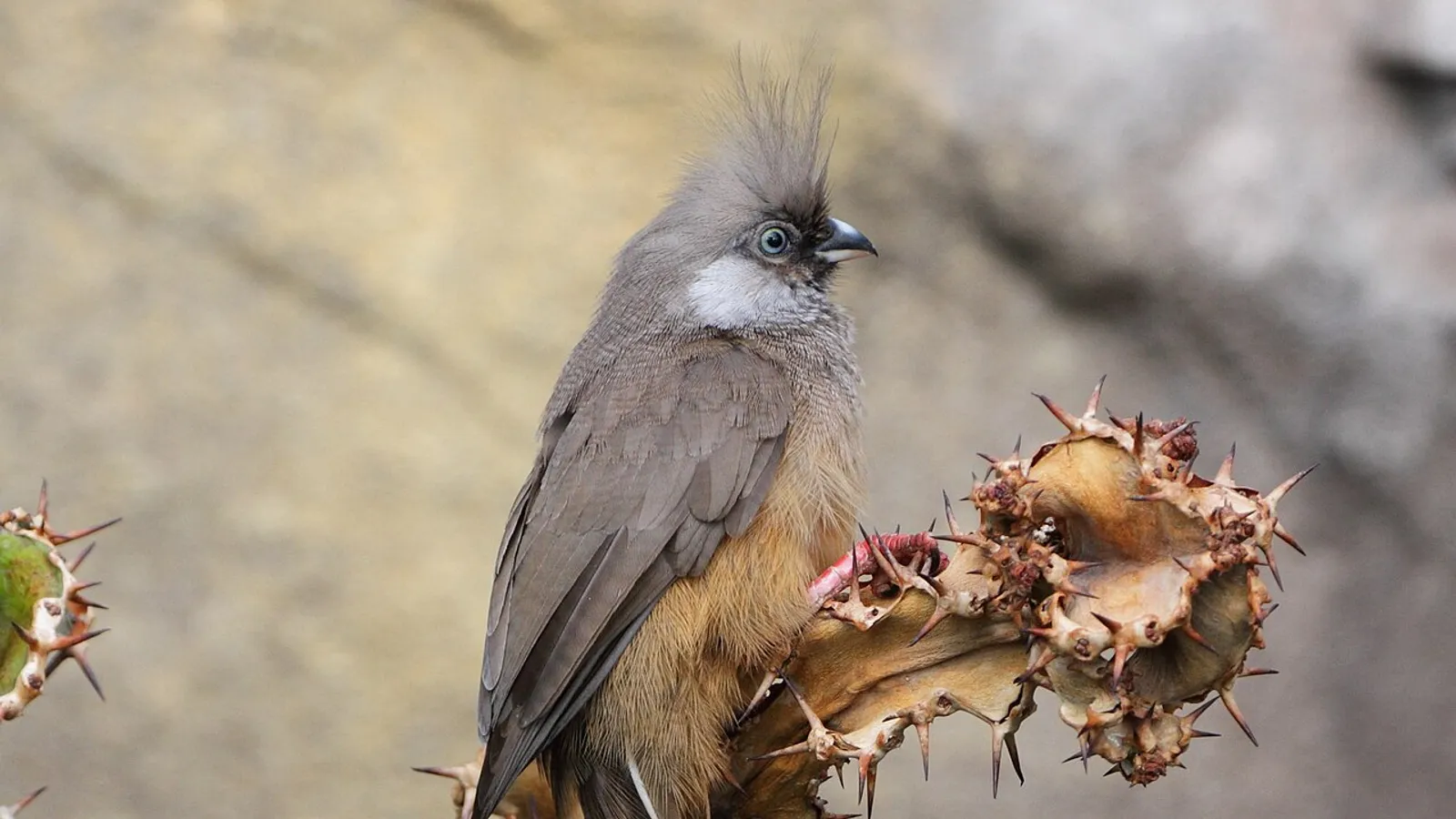 Uccello topo marezzato (Colius striatus)
