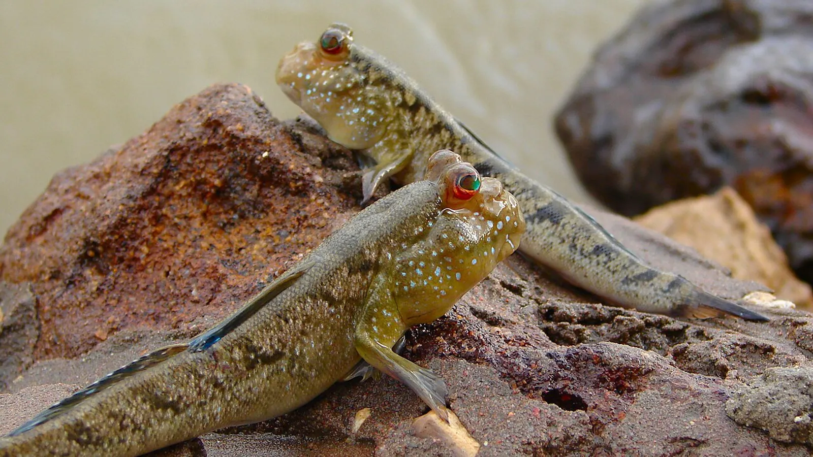 Atlantic mudskipper (Periophthalmus barbarus)