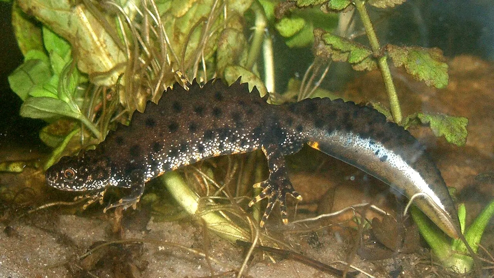 Northern crested newt (Triturus cristatus)