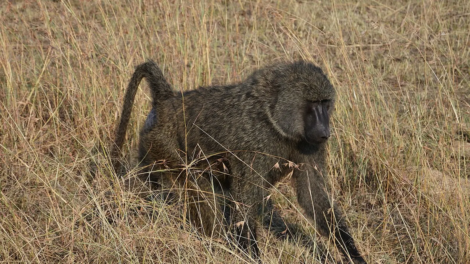Babbuino oliva (Papio anubis)