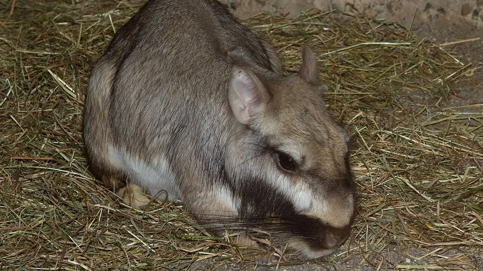 Plains viscacha (Lagostomus maximus)
