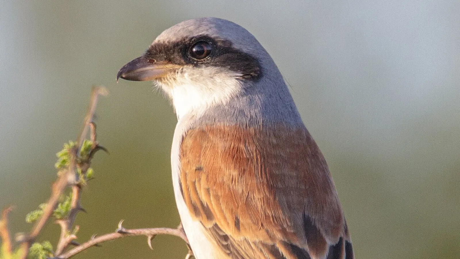 Averla piccola (Lanius collurio)