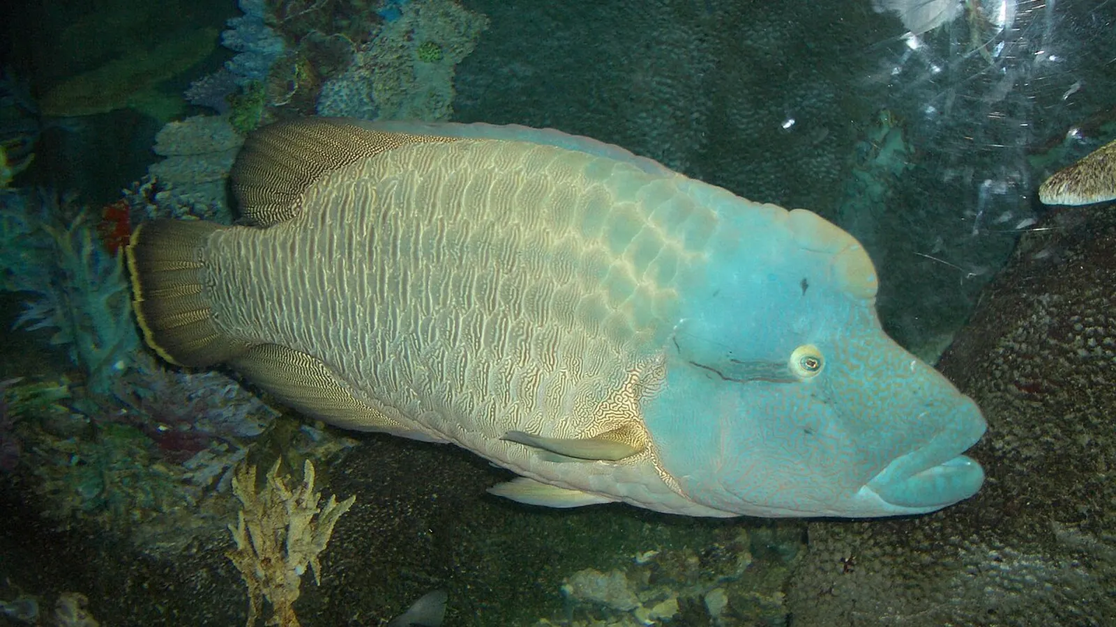 Humphead wrasse (Cheilinus undulatus)