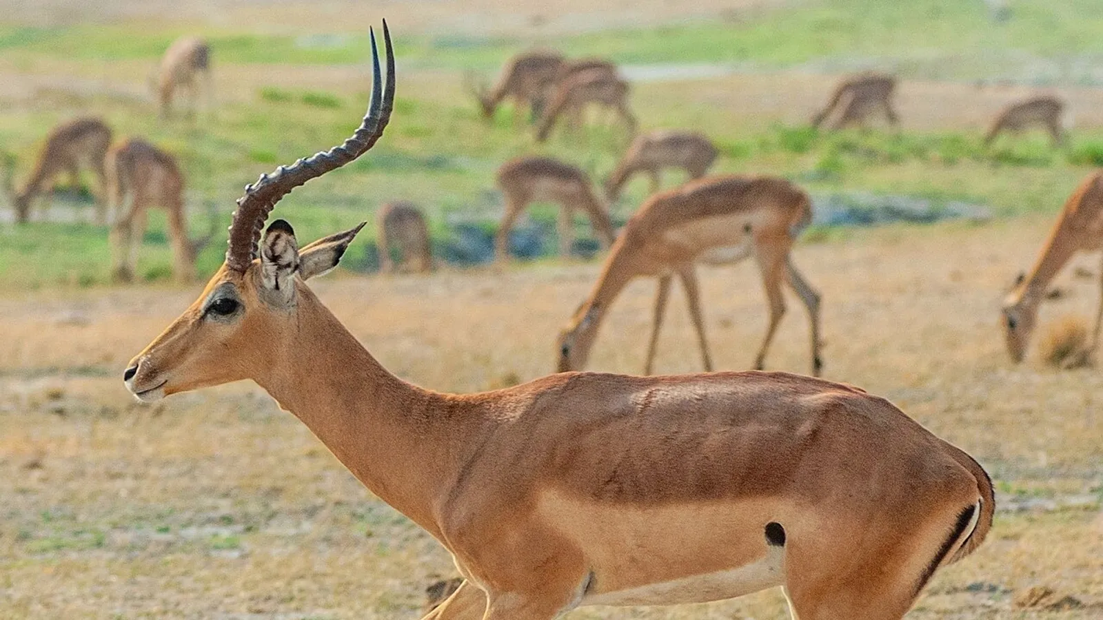 Impala (Aepyceros melampus)