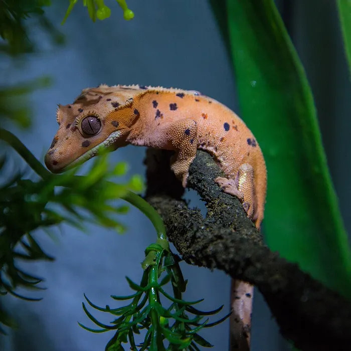 Geco crestato (Correlophus ciliatus)