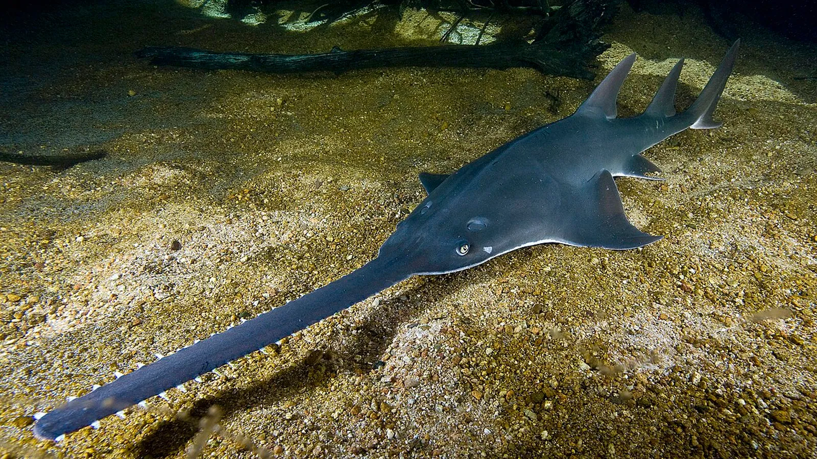 Pesce sega comune (Pristis pristis)