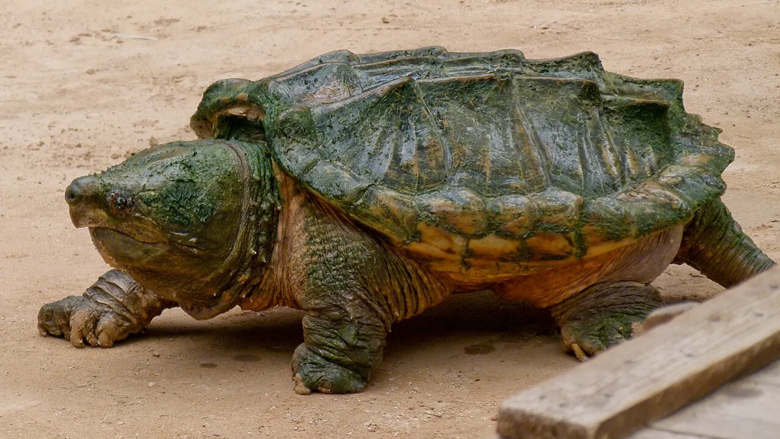 Alligator snapping turtle (Macrochelys temminckii)