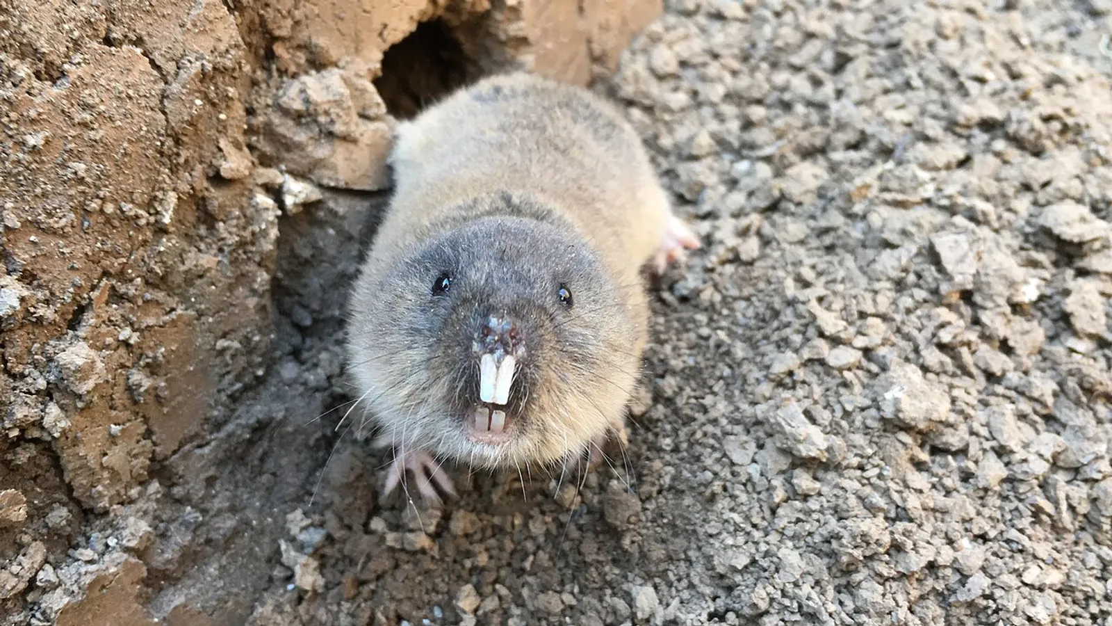 Northern mole vole (Ellobius talpinus)