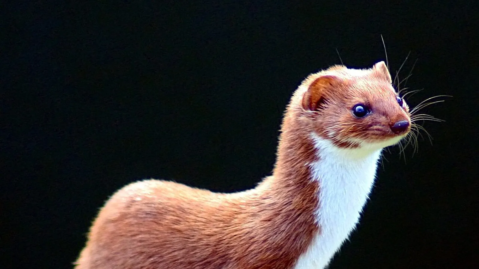 Donnola (Mustela nivalis)