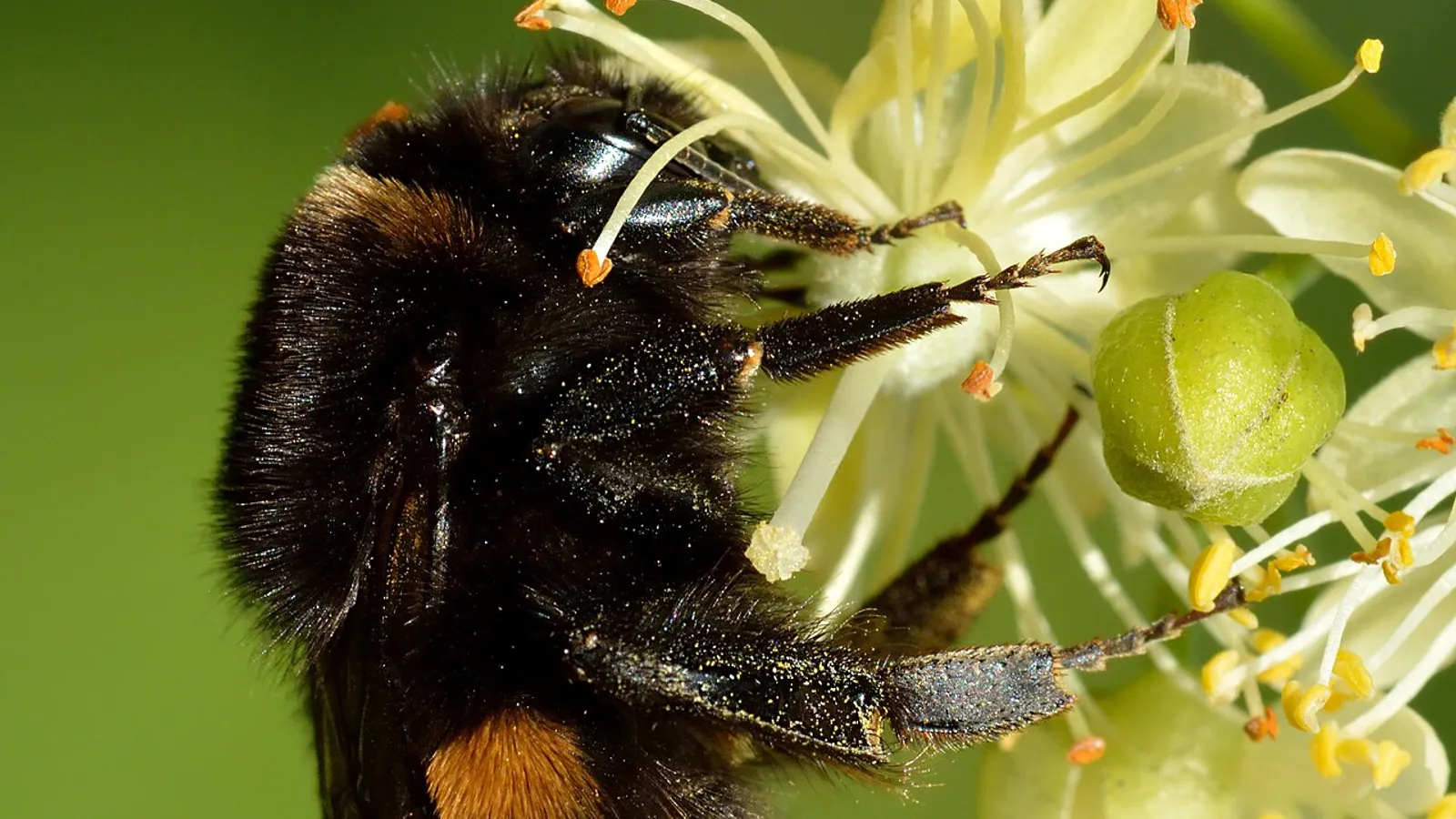 Bombo terrestre (Bombus terrestris)