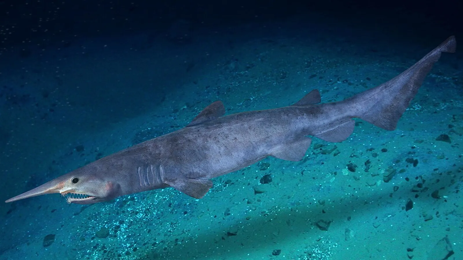 Goblin shark (Mitsukurina owstoni)