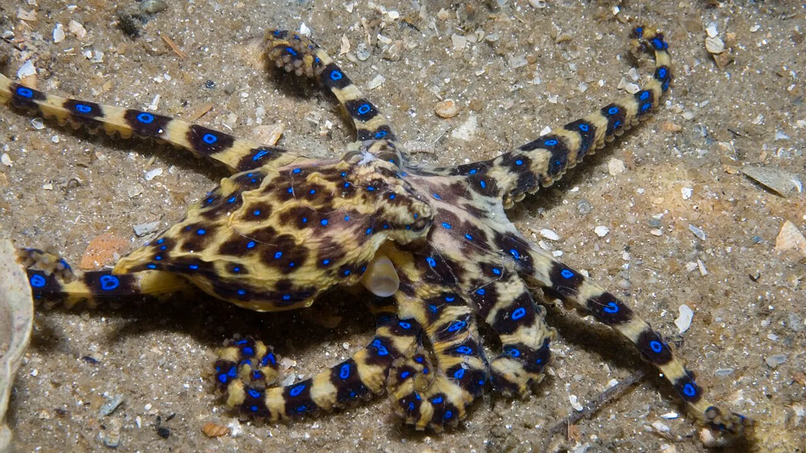 Polpo dagli anelli blu (Hapalochlaena maculosa)