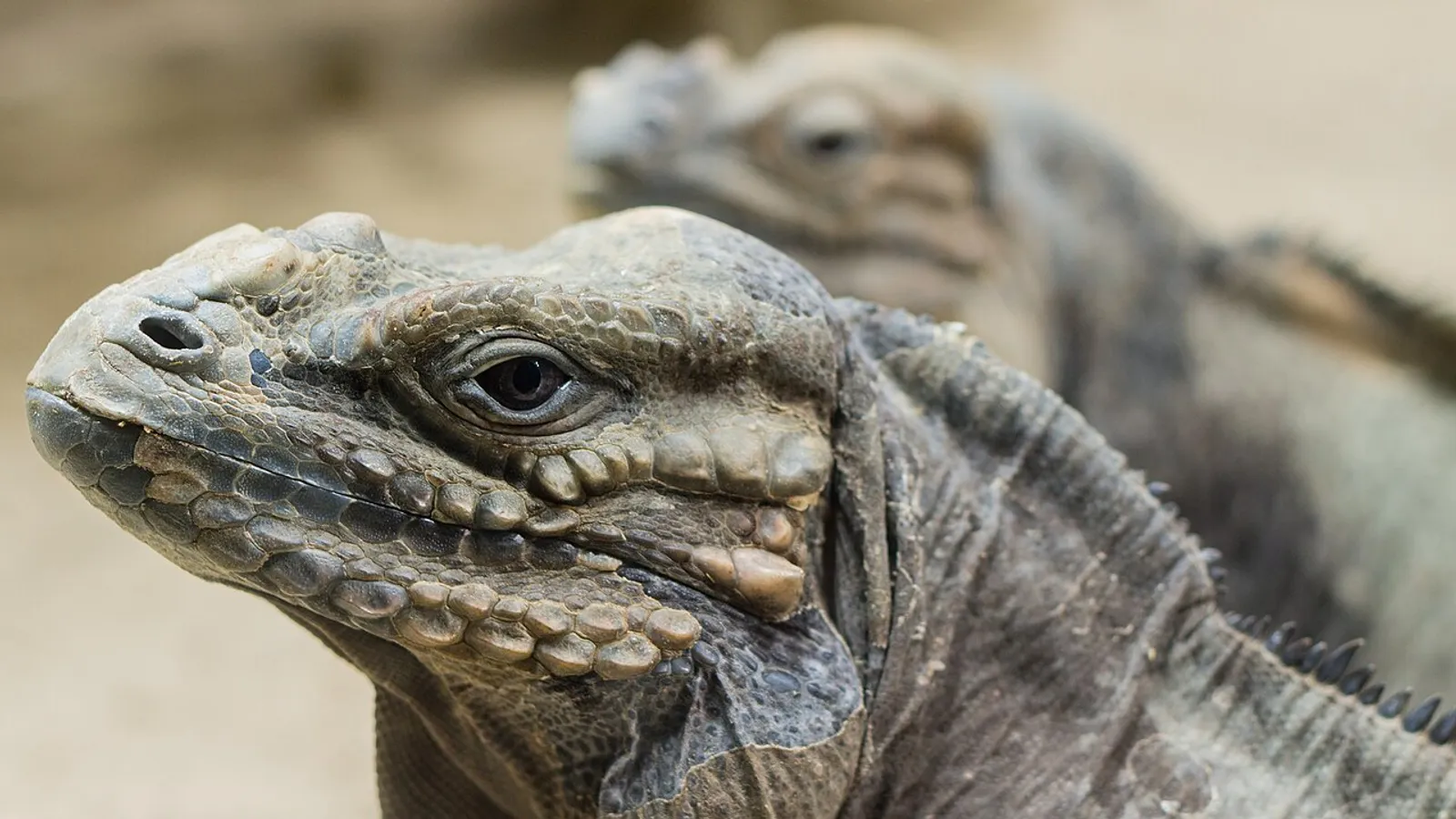 Iguana rinoceronte (Cyclura cornuta)