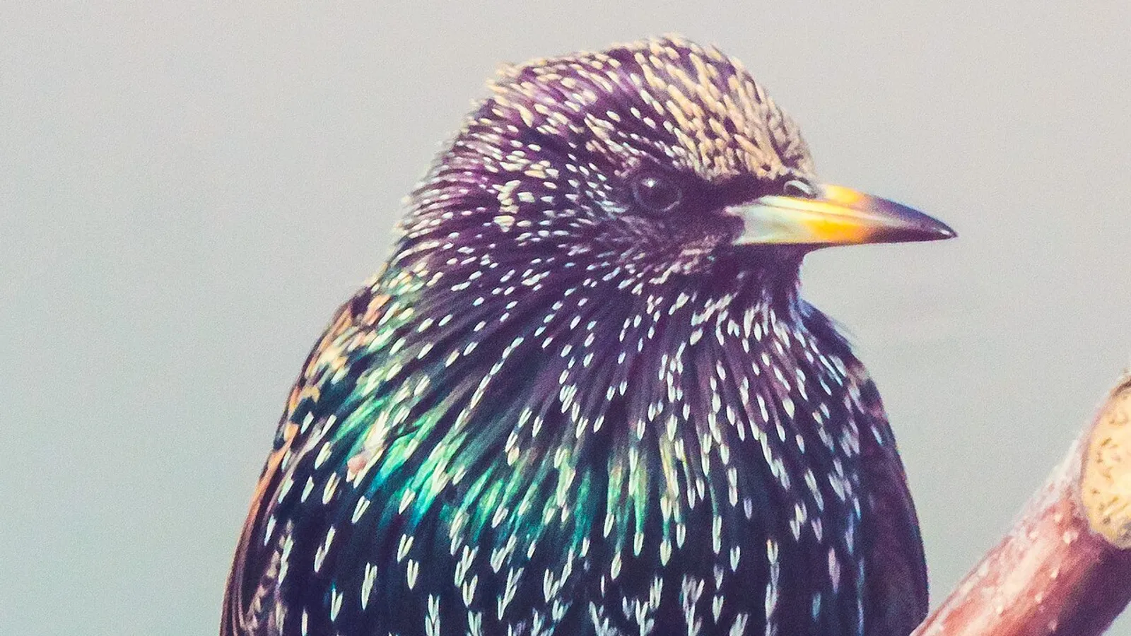 Common starling (Sturnus vulgaris)