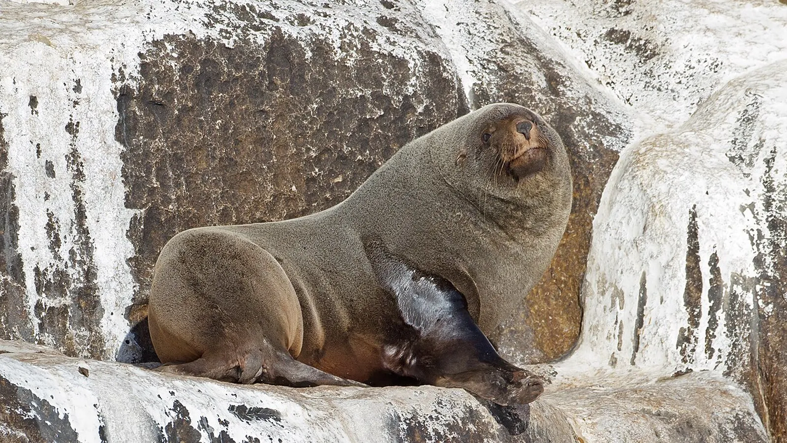 Brown fur seal (Arctocephalus pusillus)