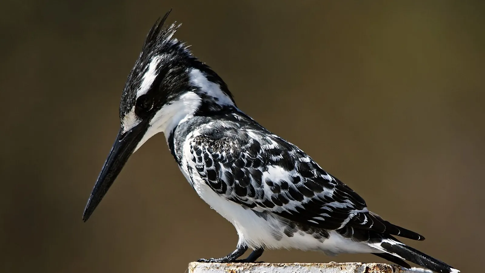 Martin pescatore bianco e nero (Ceryle rudis)
