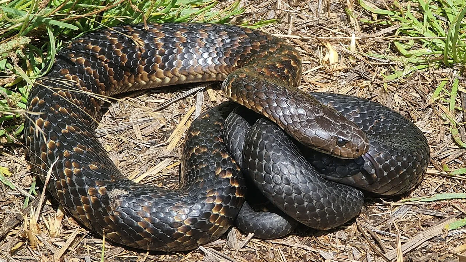 Serpente tigre australiano (Notechis scutatus)