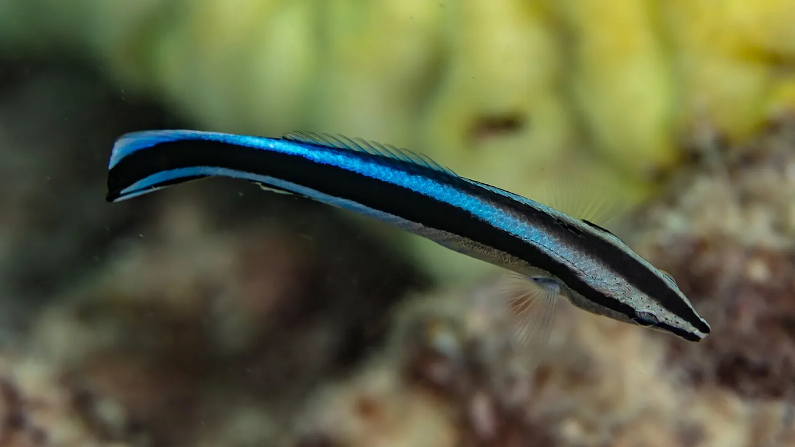 Bluestreak cleaner wrasse (Labroides dimidiatus)