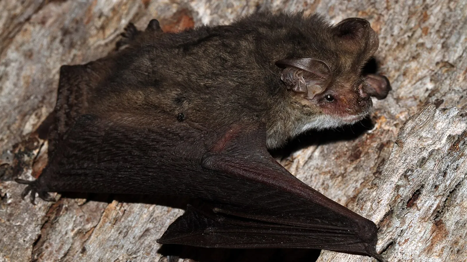 Pipistrello dalle grandi orecchie di Geoffroy (Nyctophilus geoffroyi)