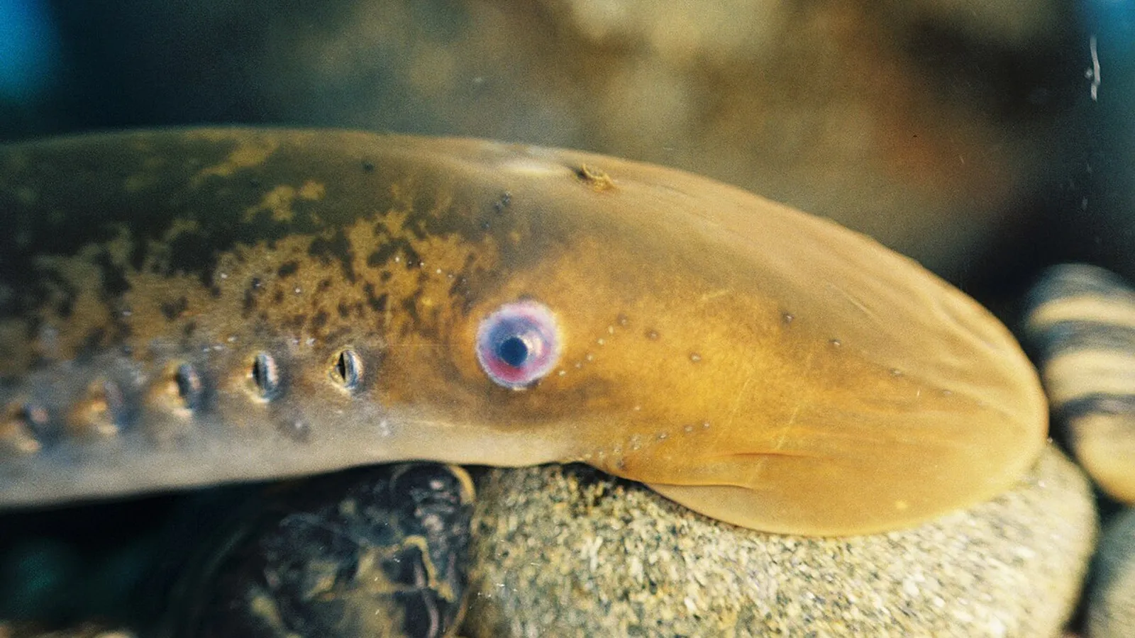 Lampreda di mare (Petromyzon marinus)