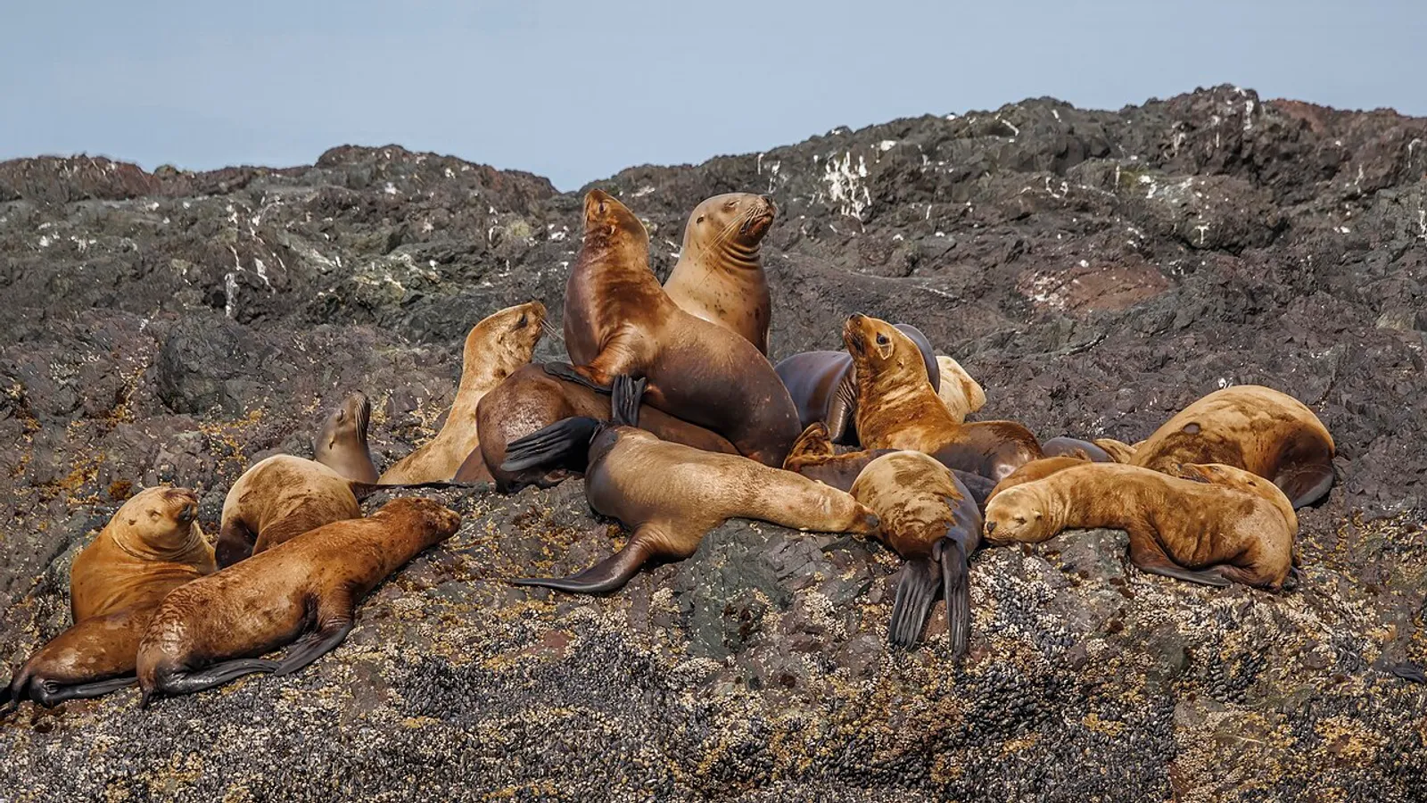 Steller sea lion (Eumetopias jubatus)