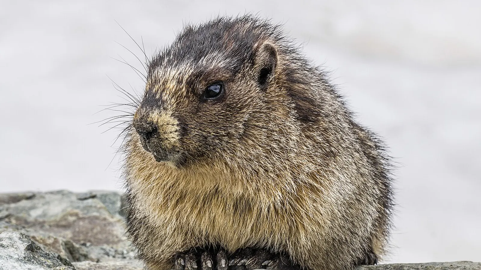 Marmotta canuta (Marmota caligata)