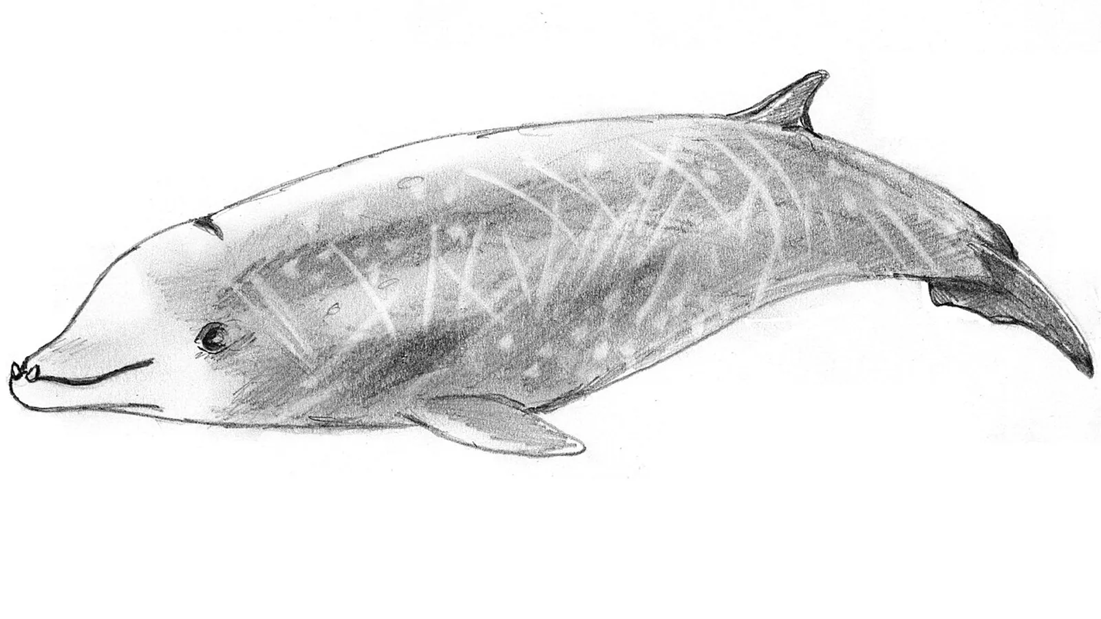 Cuvier's beaked whale (Ziphius cavirostris)