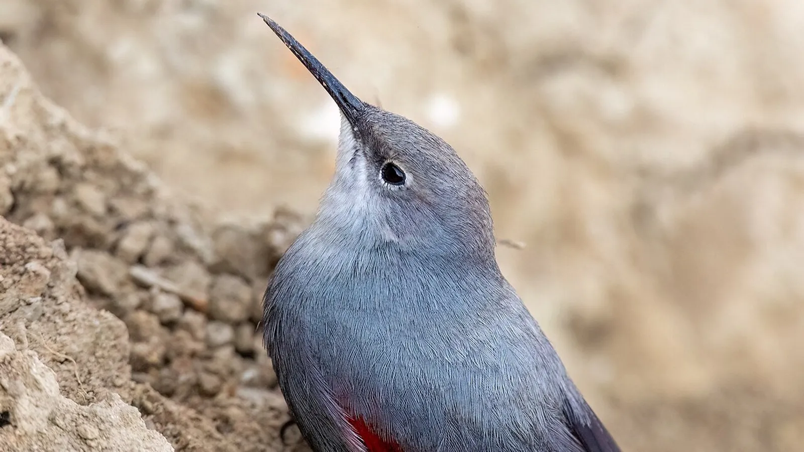 Wallcreeper (Tichodroma muraria)