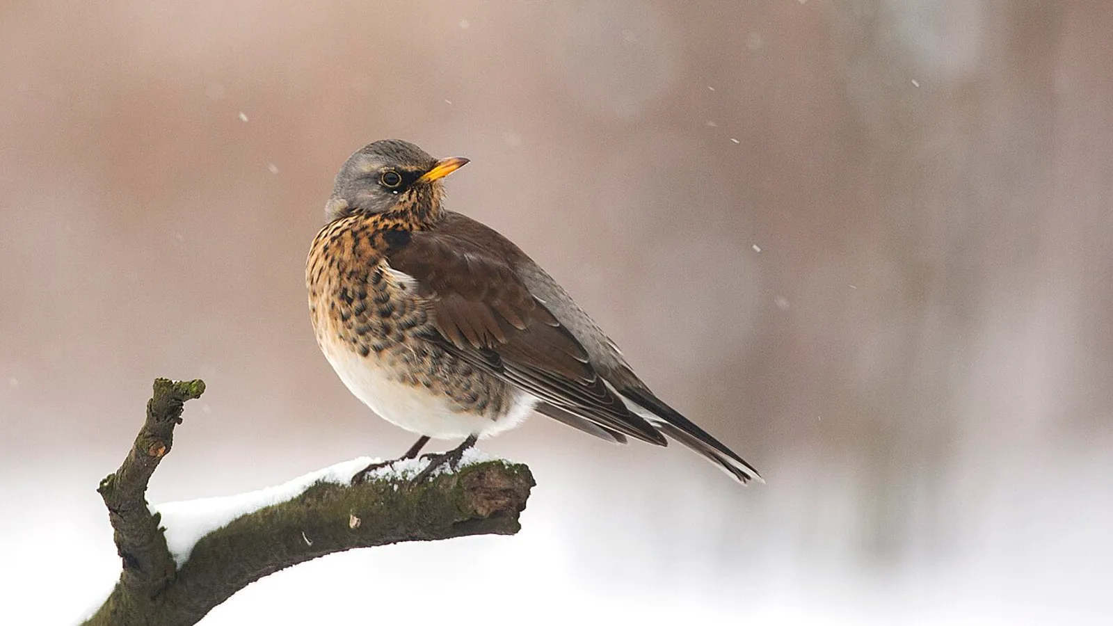 Cesena (Turdus pilaris)
