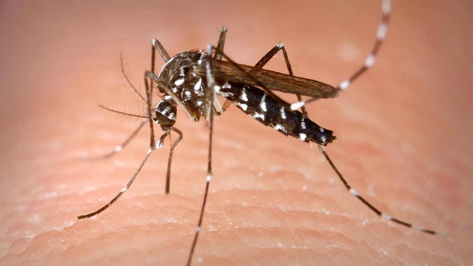 Asian tiger mosquito (Aedes albopictus)